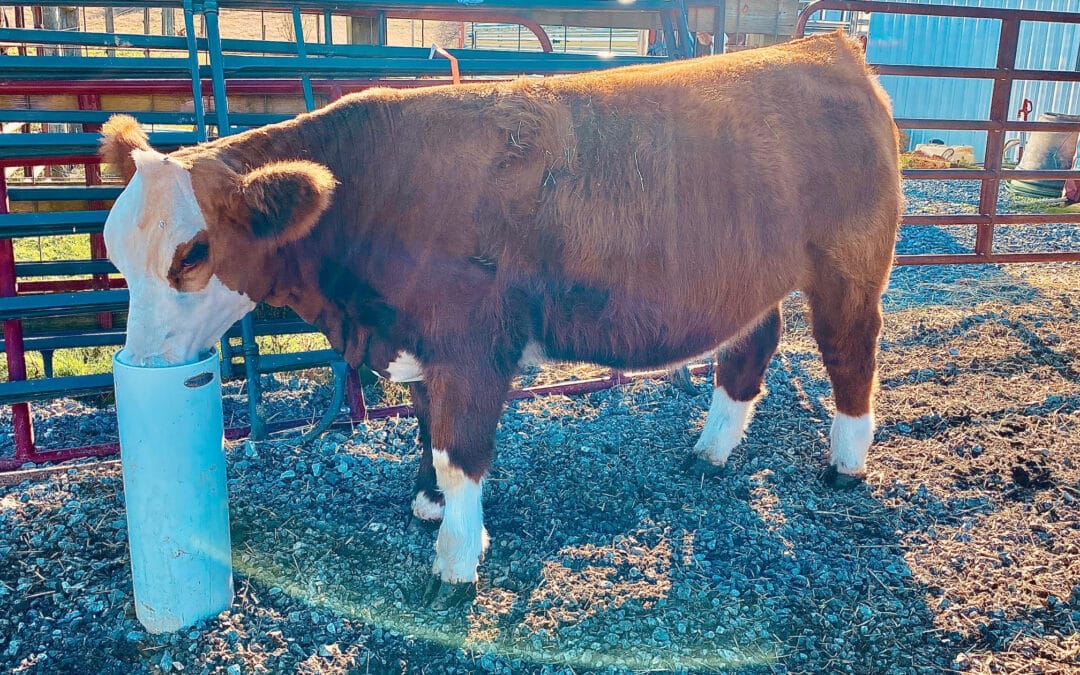 Why More Farmers Are Ripping Out Their Stock Tanks This Year