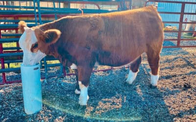 Why More Farmers Are Ripping Out Their Stock Tanks This Year