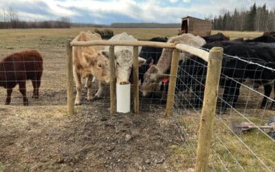 Winter-Proof, Worry-Free: My Search for the Best Livestock Waterer