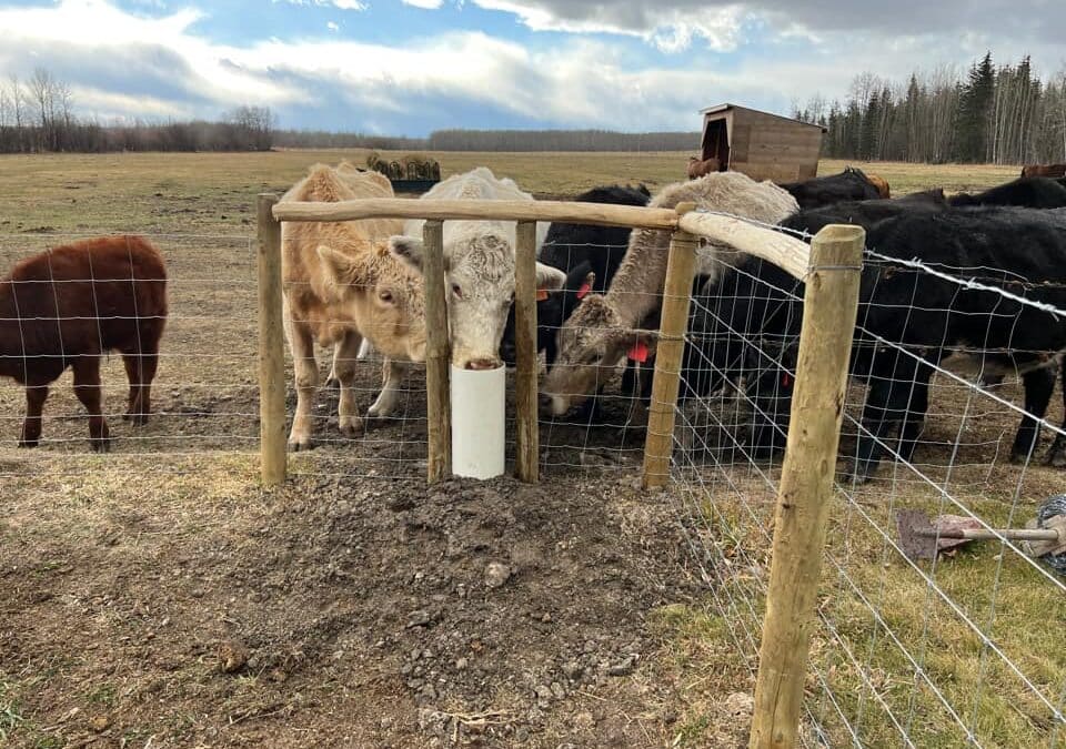 Winter-Proof, Worry-Free: My Search for the Best Livestock Waterer