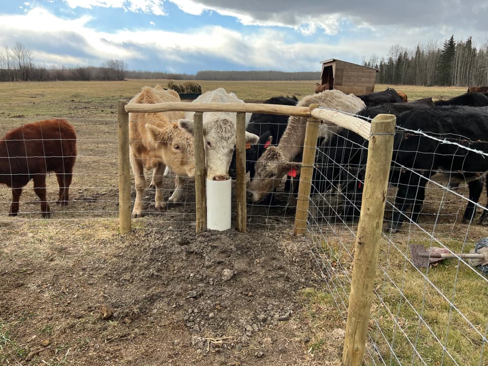 Cattle pic from AB ad 1