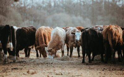 Bad Drainage Turns Into Bad Days — And Worse Attitudes From Your Livestock