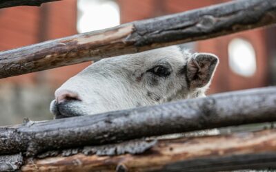 Your Livestock Are Only as Contained as Your Weakest Fence: A Guide to Pipe Fence