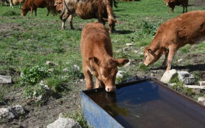 Mike Rowe Would Check the Water First: A Farmer’s Guide to Livestock Hydration Requirements