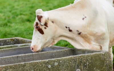 What a Feedlot Water System Rebuild Actually Looks Like (And Why It’s Worth It)