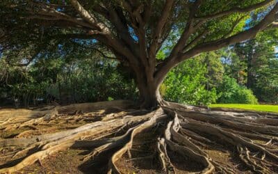 Trees, Roots, and Water Lines: What to Know Before You Start Digging