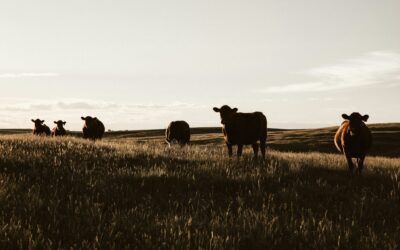 The Livestock Waterer Buying Guide Nobody Wrote Until Now